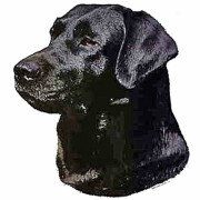 Autocollant Labrador noir