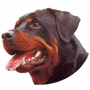 Autocollant Rottweiller