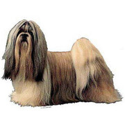 Autocollant Shih Tzu