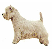 Autocollant Westie