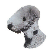 Autocollant Bedlington terrier