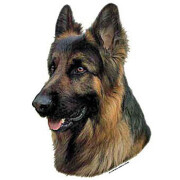 Autocollant Berger Allemand poil long tête