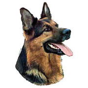 Autocollant Berger Allemand tête