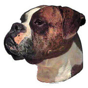 Autocollant Boxer tête