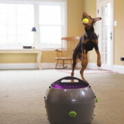 Lanceur de balle automatique Petsafe