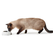 Gamelle pour chien et chat design Kimberley blanc