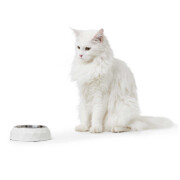 Gamelle pour chien et chat design Kimberley blanc