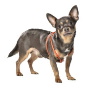 Harnais petit chien Eclat orange