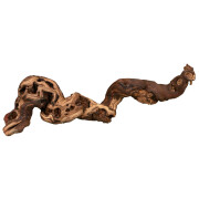 Racine pied de vigne