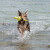 Jouet d'eau Dog activity Mot aqua