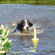 Jouet d'eau Dog activity Mot aqua