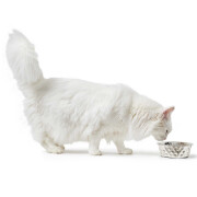 Gamelle luxe design pour chien&chat Namy