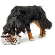 Gamelle luxe design pour chien&chat Namy