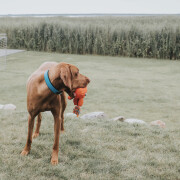 Collier pour chien Convenience bleu