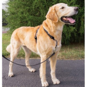 Harnais Easy Walk noir 3 en 1