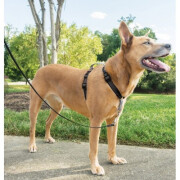 Harnais Easy Walk noir 3 en 1