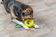 Jouet pneu avec corde pour chien destructeur