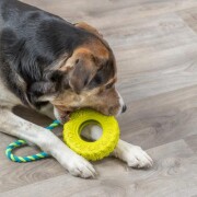 Jouet pneu avec corde pour chien destructeur