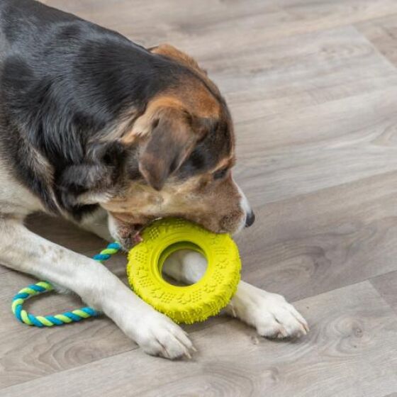 Jouet pneu avec corde pour chien destructeur