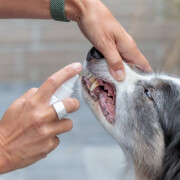 Spray hygiène dentaire Trixie