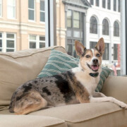 Collier anti-aboiement petit chien Lite