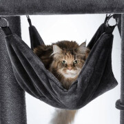 Arbre à chat solide : XXL, pour chat adulte, hamac, 163 cm  Amadeus