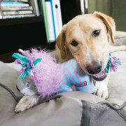 Jouet KONG Knots Carnival Lion