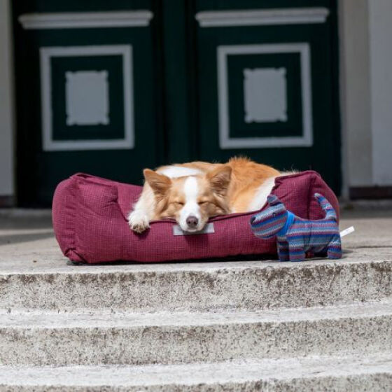Panier, Lit petit et gros chien XXL, couchage Talis Baie