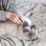 Brosse démêlante carde