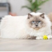 Lot de 4 balles avec bosses