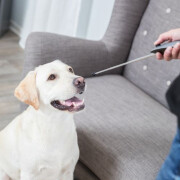 Target Stick Clicker
