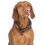 Collier en corde réglable anti-traction Be Nordic pour chien
