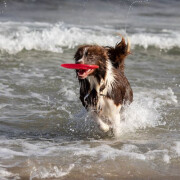 Frisbee Sporting disc tpr