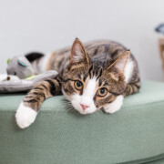 Doudou Junior My Catnip