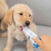 Friandise Pâté de foie chiot PREMIO