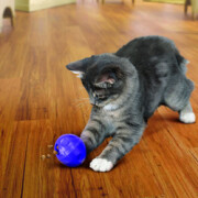 Balle KONG Cat Treat Dispensing Ball