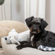Lit pour chien : mémoire de forme, Déhoussable Vital Noah gris