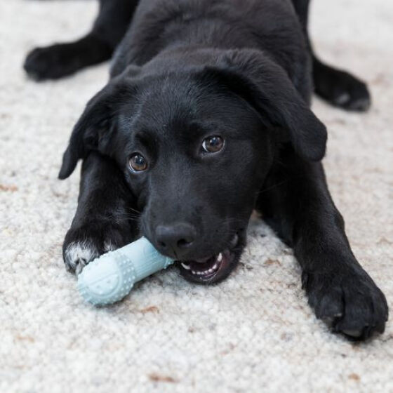 Os Rafraîchissant Junior pour chiot