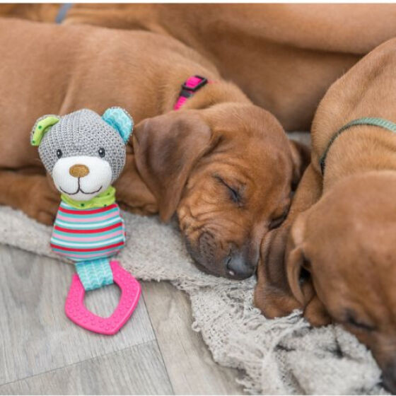 Doudou Ours Junior avec poignée