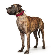 Collier cuir pour petit et gros chien Aalborg rouge