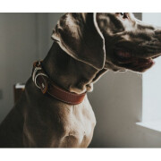 Collier artisanal petit et gros chien Aalborg cognac en cuir,