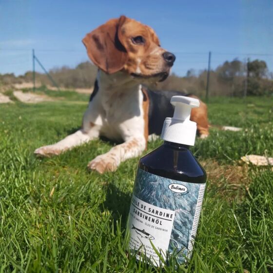 huile de sardine chien chat
