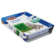 Plante graines Herbe à chat à faire pousser 