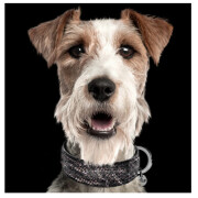 Collier Luxe Python pour Chien