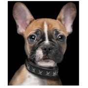 Collier luxe, original Calavera pour Chien