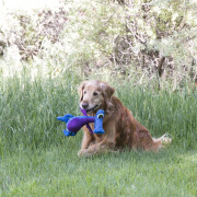 Peluche KONG Woozles Blue