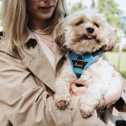 Harnais Divo pour chien BLEU CLAIR