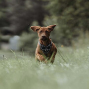 Harnais Divo pour chien qui tire fort BLEU FONCÉ