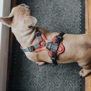 Harnais Divo pour chien qui tire ROUGE