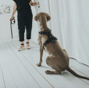 Harnais Aalborg noir pour Berger Allemand Malinois.